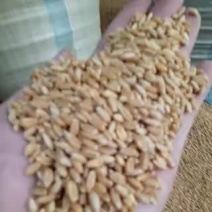 郑麦9023小麦12.5%以下