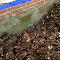 白术种苗10cm以下
