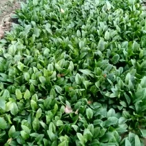 小叶菠菜15~20厘米