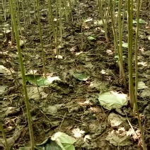 梓树2cm以下1.5~2米