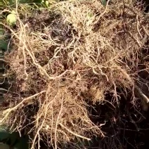 树莓苗10~30cm