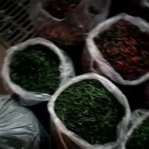 小米椒2~5厘米青特辣
