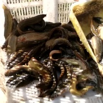 台湾泥鳅食用人工养殖8~10cm