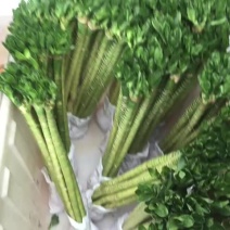 富贵竹10cm以上