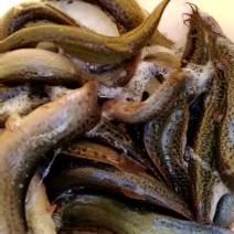 台湾泥鳅食用人工养殖10~15cm