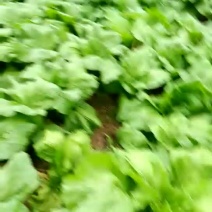 棒菜5两以上