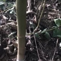 辽核1号核桃苗100~150cm二年苗