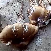 鸡枞菌一级