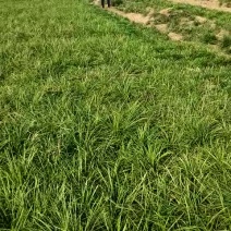 麦冬草山东产地直销
