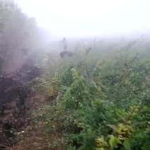 大果药用连翘苗山西连翘种植基地