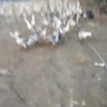 鹅肉鹅12斤以上