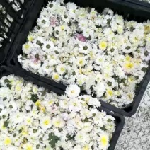怀菊花袋装