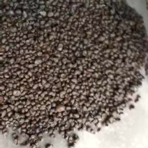 中华圆田螺食用鲜活