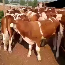 西门塔尔牛犊200~300kg