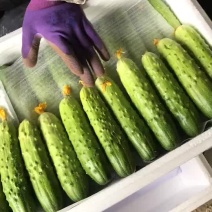 密刺黄瓜颜色绿