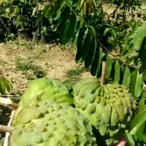 释迦苗翻荔枝苗