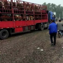 西门塔尔牛犊100kg以下