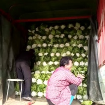 青杂三号白菜净菜4~6斤