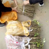 大红袍花椒苗1~2年