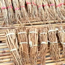 白条党参干货中条