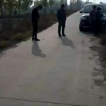 核桃苗150~200cm二年苗