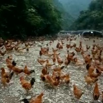 鸡散养土鸡3~4斤