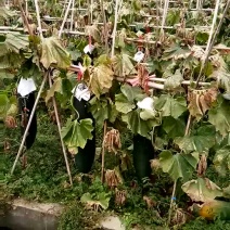 黑皮冬瓜15斤以上吊冬瓜
