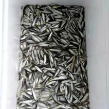 马口鱼