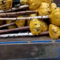 白桦树3～10公分，及建圃小苗工程树