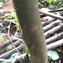 沉香树苗黄花梨树苗金丝楠树苗