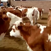 西门塔尔牛犊300~400kg