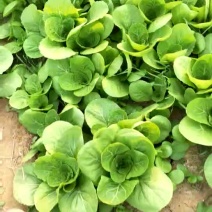 快菜10~15cm