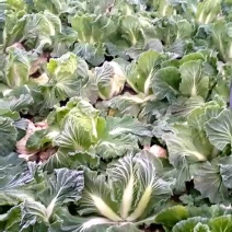 青杂三号白菜净菜4~6斤