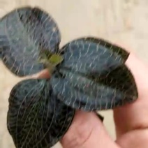 金线莲鲜货