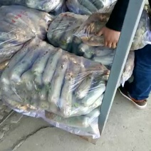 青萝卜潍坊青萝卜水果萝卜产地直发供应电商团购批发