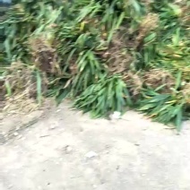 鸢尾一手货源。货源充足。价格便宜。视频看货。