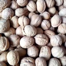 新疆核桃去皮30~35mm干