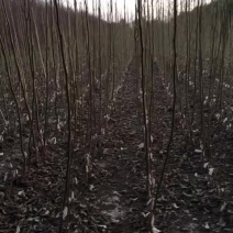 核桃苗150~200cm2~3年