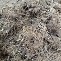 白术种苗10~20cm