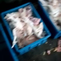 鸡4~5斤散养土鸡