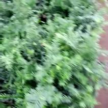 南方红豆杉2cm以下4cm以下0.5~1米