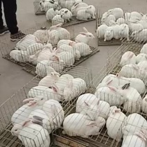 肉兔种兔2~3kg