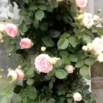 藤本月季20~30cm
