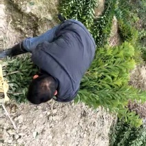 杨梅苗靖州优质嫁接杨梅苗