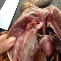 白鹅肉鹅6~8斤