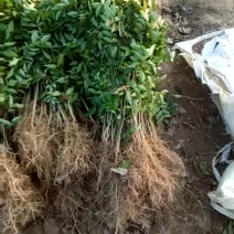 花椒苗1~2年