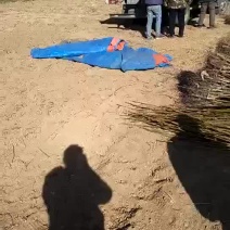 核桃苗1~2年100~150cm