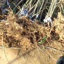 吉塞拉矮化樱桃苗二年结果三年丰产的大樱桃树苗