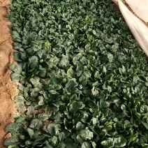 全能菠菜20~25厘米
