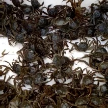 【推荐】盘锦优质蟹苗，无病蟹苗，，成活率高，产量高